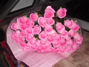 55 розовых роз 50 см