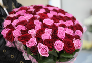 101 роза розовые и красные,  высота 50 см